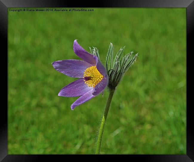 Pasque Flower Framed Print by Diana Mower