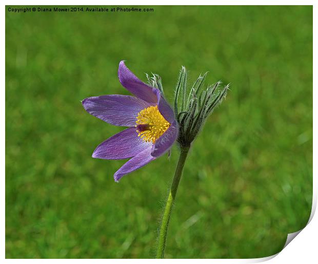 Pasque Flower Print by Diana Mower