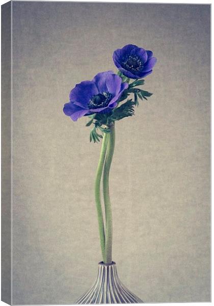 Blue Anemone Flowers, Still Life Canvas Print by ann stevens