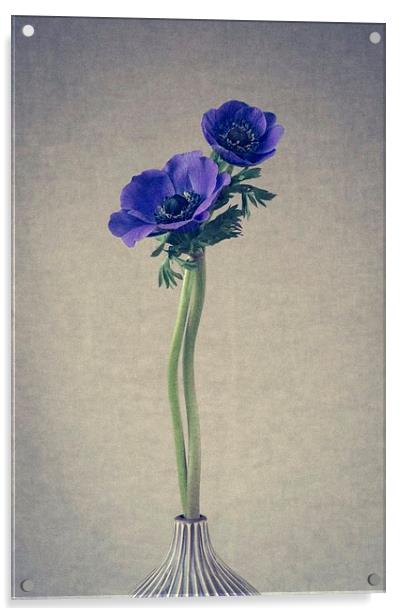 Blue Anemone Flowers, Still Life Acrylic by ann stevens