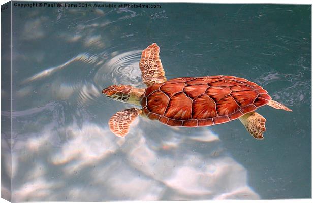 Young Green Sea Turtle Canvas Print by Paul Williams