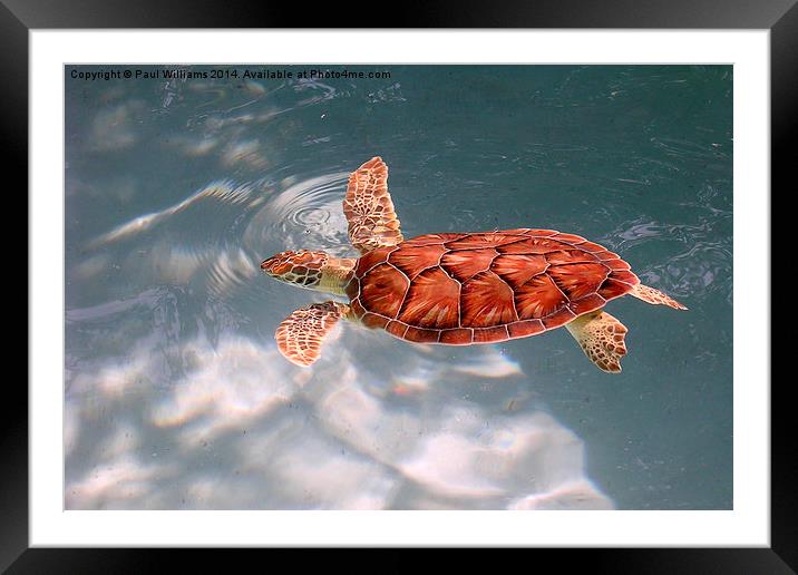 Young Green Sea Turtle Framed Mounted Print by Paul Williams