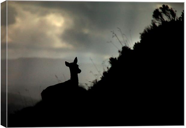 Deer silhouette Canvas Print by Macrae Images