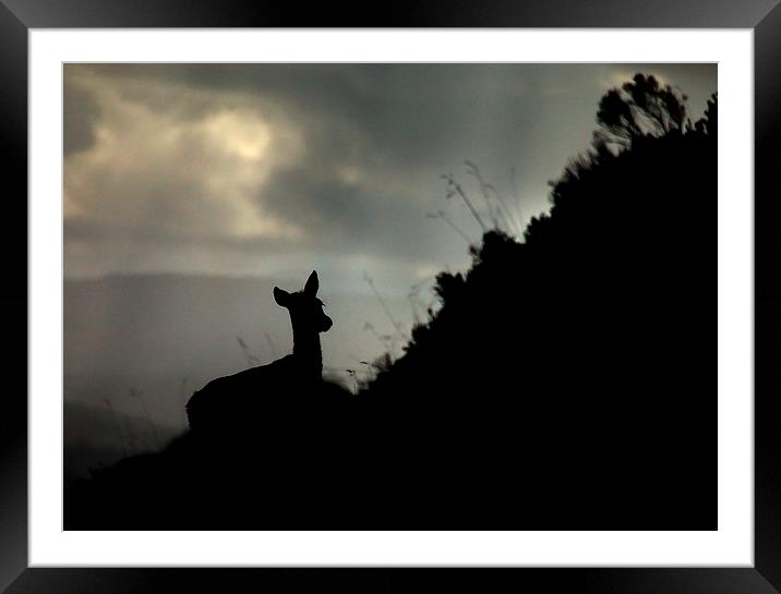 Deer silhouette Framed Mounted Print by Macrae Images