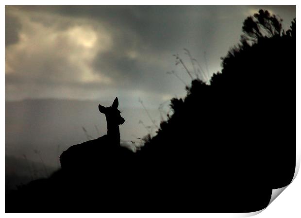 Deer silhouette Print by Macrae Images