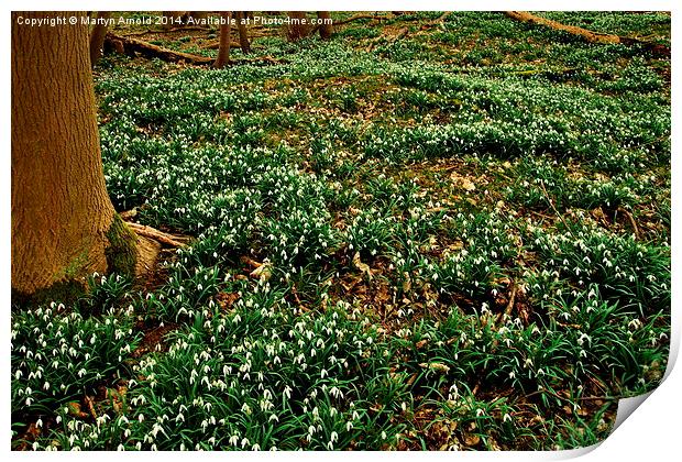 Snowdrop Time in the Woods Print by Martyn Arnold