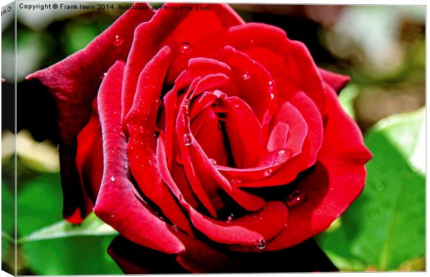A Red Hybrid Tea Rose Canvas Print by Frank Irwin