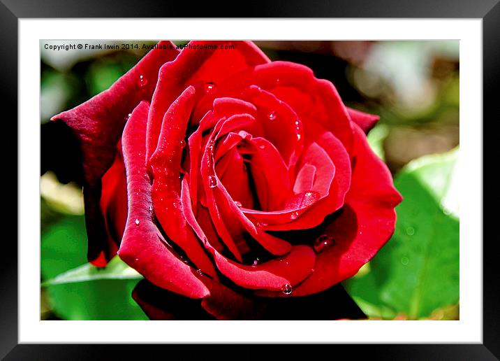 A Red Hybrid Tea Rose Framed Mounted Print by Frank Irwin