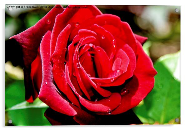 A Red Hybrid Tea Rose Acrylic by Frank Irwin
