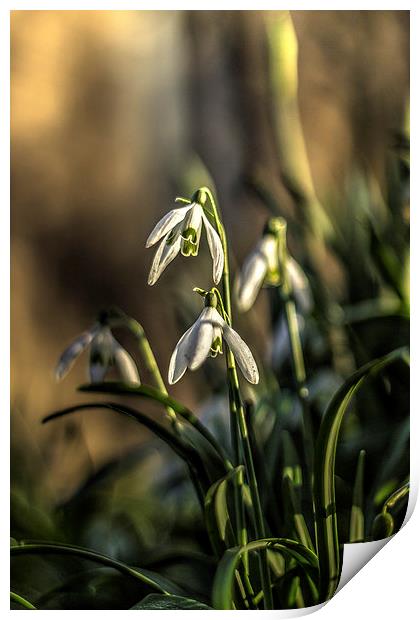 Snowdrops Print by Dave Emmerson
