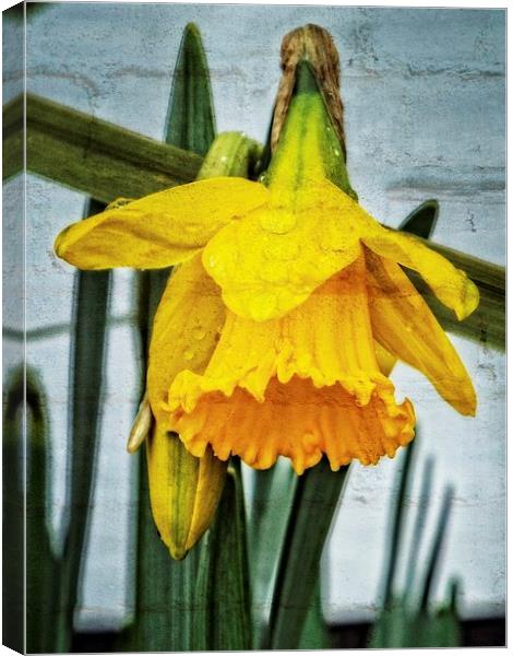 wall flower... Canvas Print by chrissy woodhouse