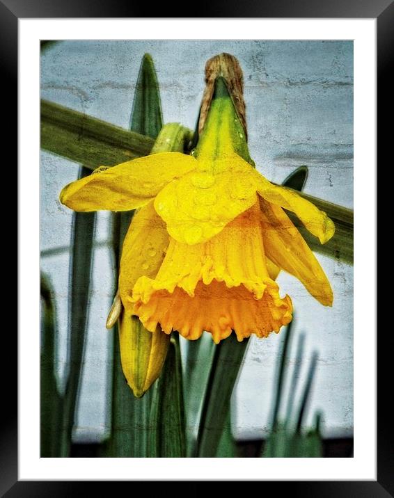 wall flower... Framed Mounted Print by chrissy woodhouse
