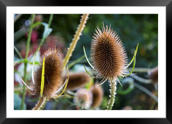 Prickly Prickly Framed Mounted Print by Gordon Pearce