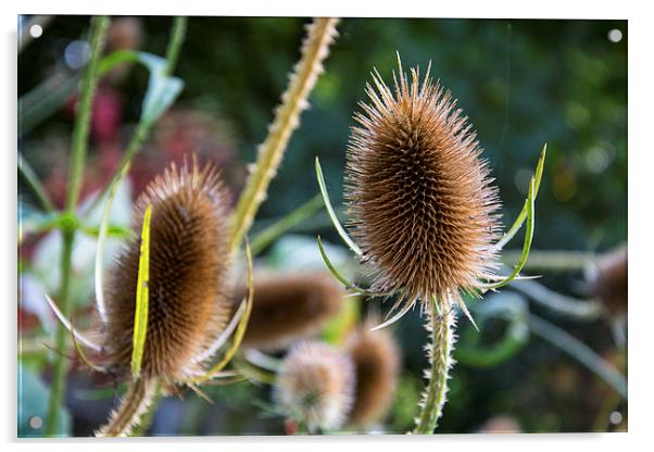 Prickly Prickly Acrylic by Gordon Pearce