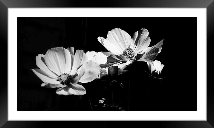 Dark and Light in Bloom Framed Mounted Print by Gordon Pearce