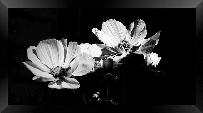 Dark and Light in Bloom Framed Print by Gordon Pearce