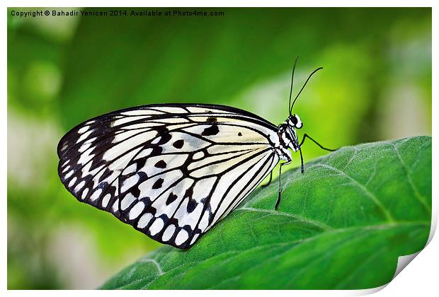 White Tree Nymph Print by Bahadir Yeniceri