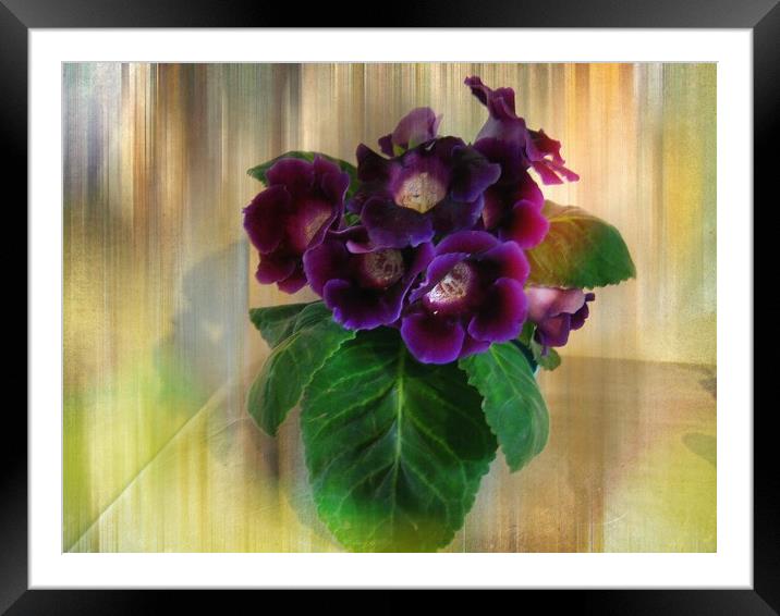 Sweet Violets. Framed Mounted Print by Heather Goodwin