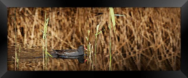 MOORHEN Framed Print by Anthony R Dudley (LRPS)