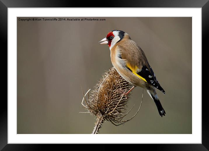The Majestic european goldfinch Framed Mounted Print by Alan Tunnicliffe