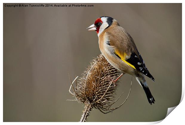 The Majestic european goldfinch Print by Alan Tunnicliffe