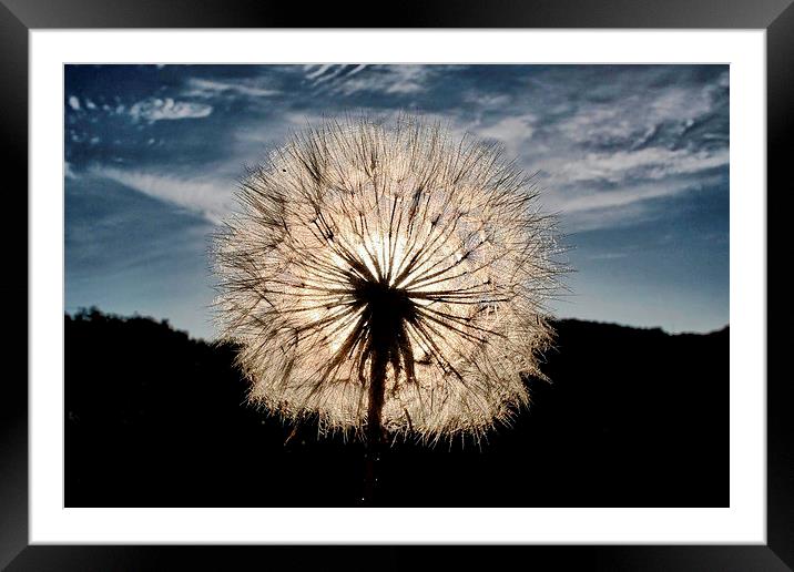 Thistle Seed Head Framed Mounted Print by Richard Cruttwell