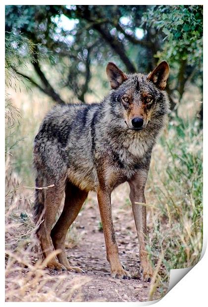Iberian Wolf Print by Richard Cruttwell