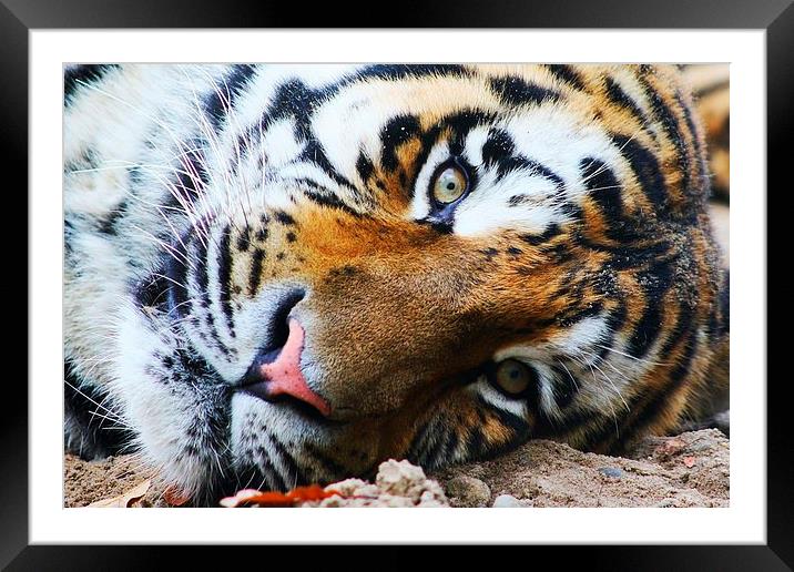 Siberian Tiger Framed Mounted Print by Richard Cruttwell