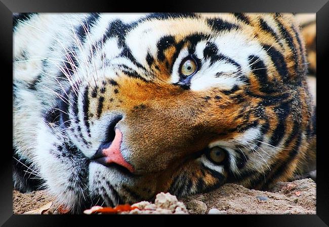 Siberian Tiger Framed Print by Richard Cruttwell