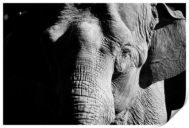 Indian Elephant Print by Richard Cruttwell