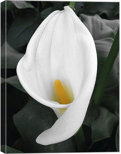 White Cala Lily Canvas Print by Ruth Hallam