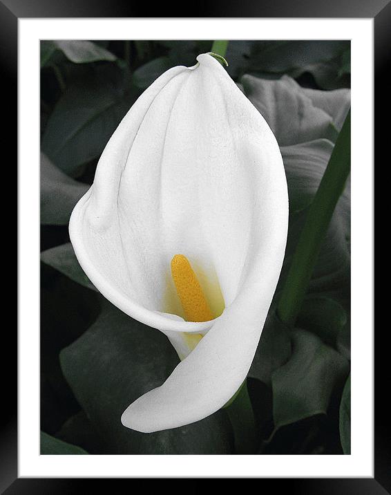 White Cala Lily Framed Mounted Print by Ruth Hallam