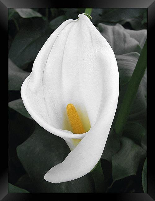 White Cala Lily Framed Print by Ruth Hallam