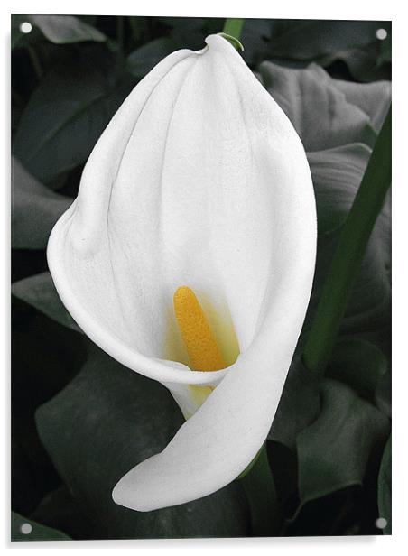 White Cala Lily Acrylic by Ruth Hallam