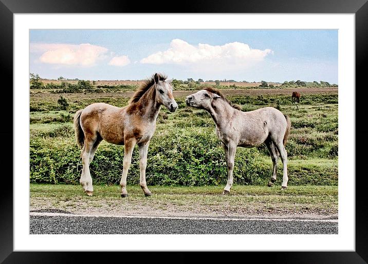 New Forest Ponies Framed Mounted Print by Richard Cruttwell