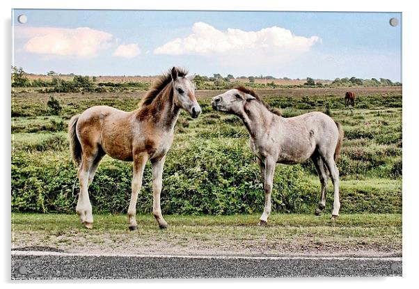 New Forest Ponies Acrylic by Richard Cruttwell