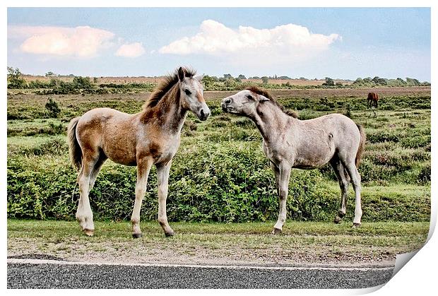 New Forest Ponies Print by Richard Cruttwell
