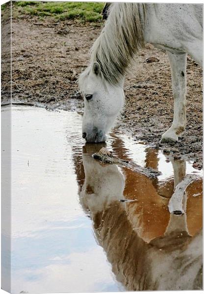 New Forest Pony Canvas Print by Richard Cruttwell