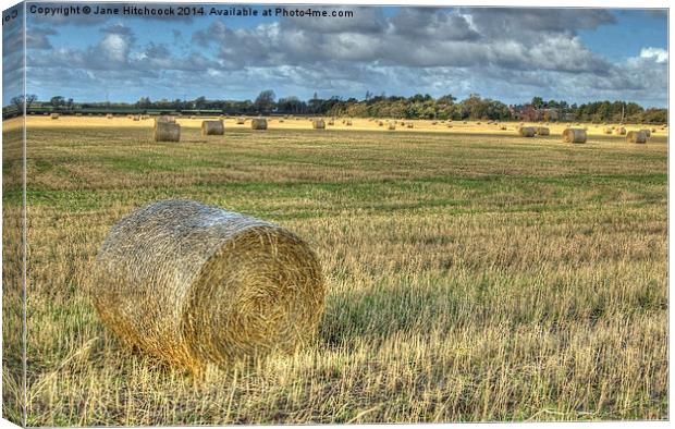 Hay at Harvest Canvas Print by Jane Hitchcock