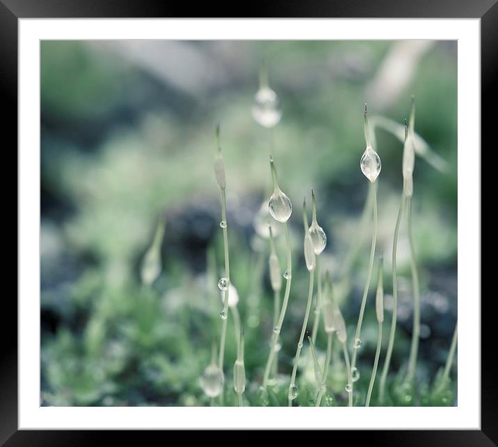 Water droplets on Moss Framed Mounted Print by Steve Hughes