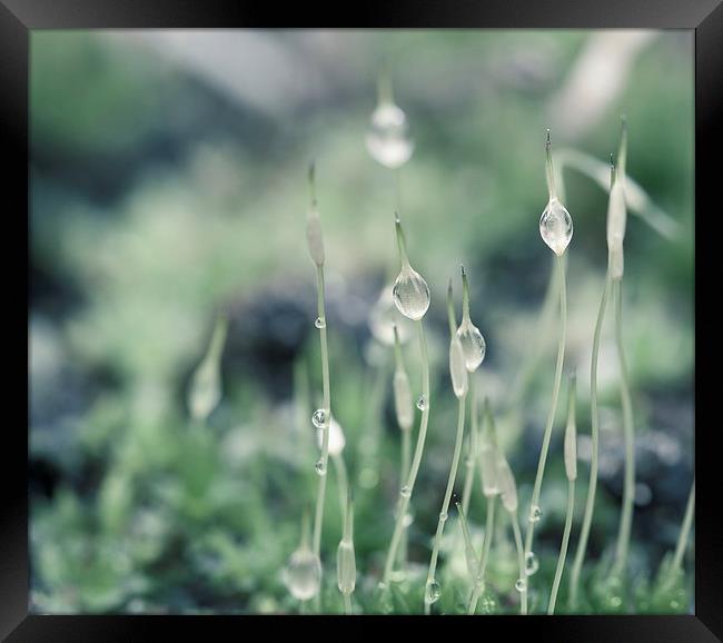 Water droplets on Moss Framed Print by Steve Hughes