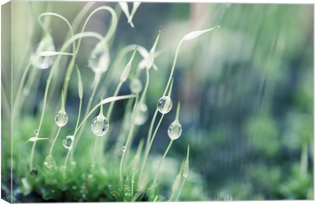 Moss with water droplets Canvas Print by Steve Hughes
