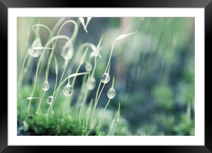 Moss with water droplets Framed Mounted Print by Steve Hughes