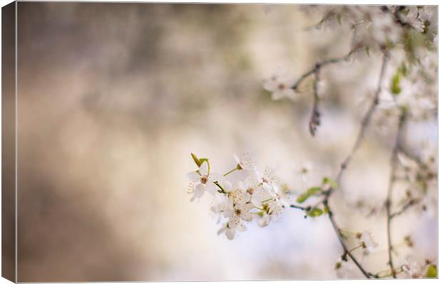 Dreamy Spring Blossom Canvas Print by Steve Hughes