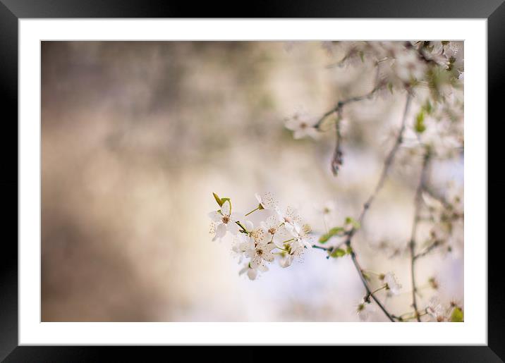 Dreamy Spring Blossom Framed Mounted Print by Steve Hughes