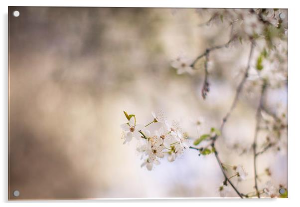 Dreamy Spring Blossom Acrylic by Steve Hughes
