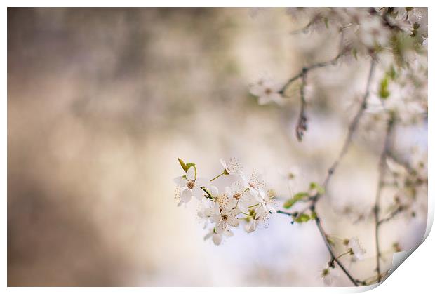 Dreamy Spring Blossom Print by Steve Hughes