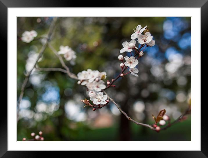 Cherry Blossom spring is here! Framed Mounted Print by Steve Hughes