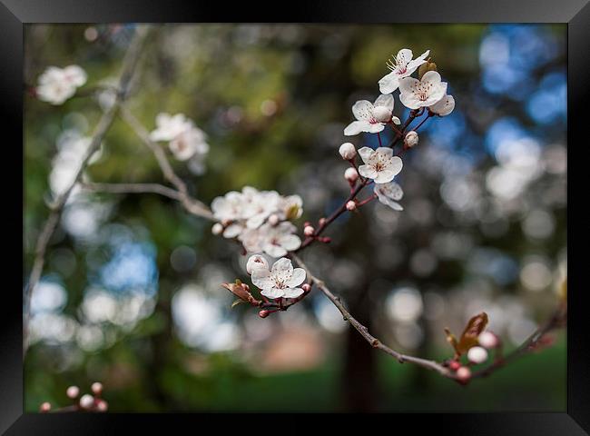 Cherry Blossom spring is here! Framed Print by Steve Hughes