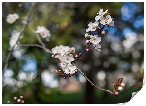 Cherry Blossom spring is here! Print by Steve Hughes